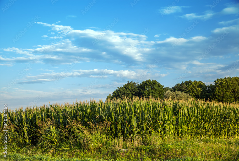 A summer field