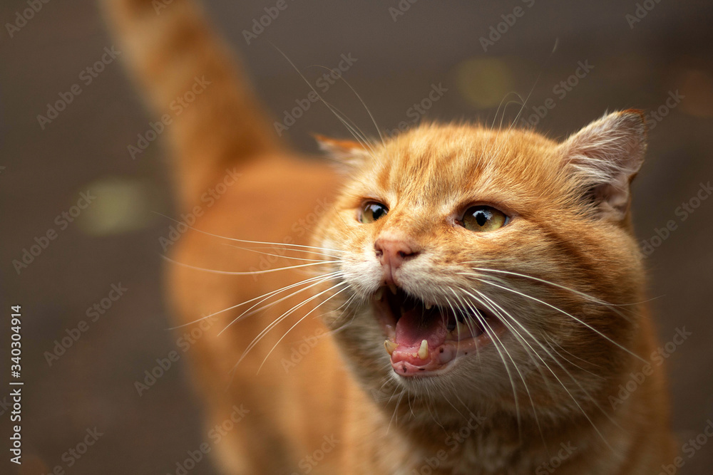 red cat portrait red cat portrait