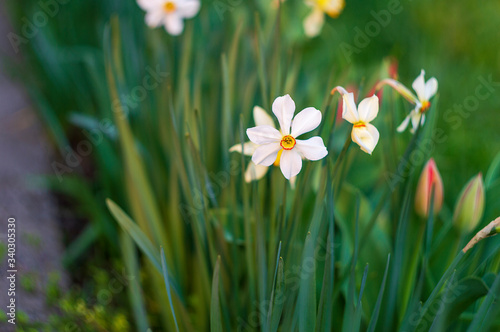 Poet's narcissus grows in the grass in the sunlight. © Polani