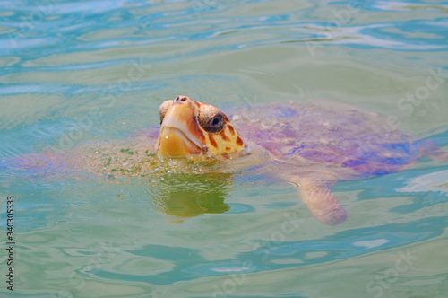 caretta caretta