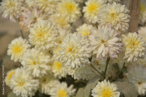 Close up of a pure white dahlia flower blooming in a garden