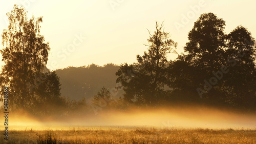Golden fog at sunrise