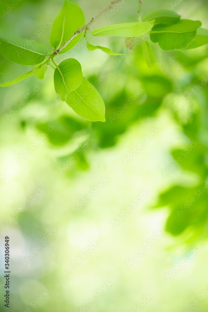 Naklejka premium Amazing nature view of green leaf on blurred greenery background in garden and sunlight with copy space using as background natural green plants landscape, ecology, fresh wallpaper concept.