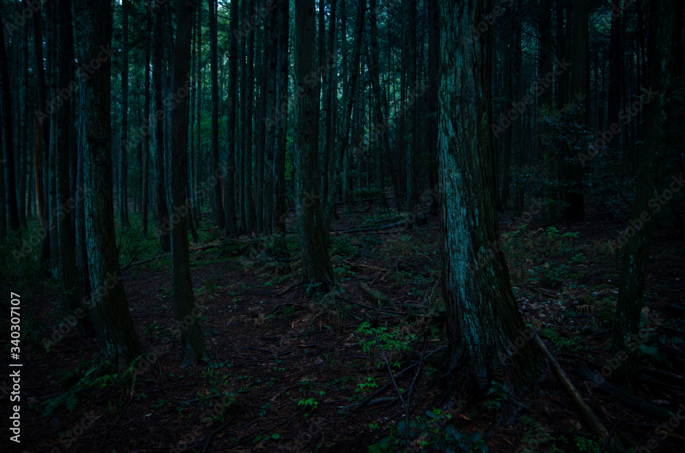 Obraz premium 深い森