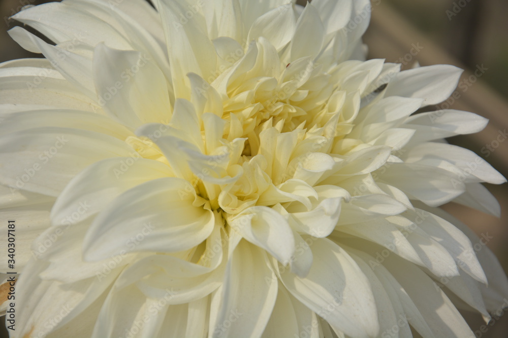 Close up of a pure white dahlia flower blooming in a garden