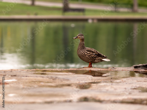 A Mallard Duck Posing in front of Water