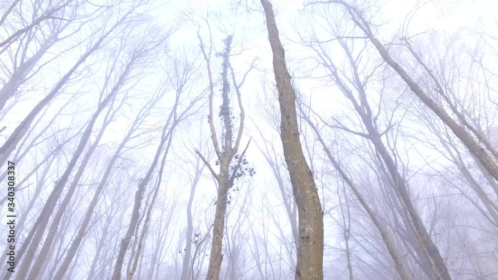 Sun Streams through Forrest Trees Camera Tracks Across Sun Streams through Forrest Trees Camera Tracks Across