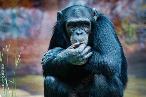 Pensive Chimpanzee