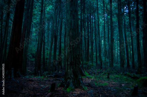 深い森 © SUGICK