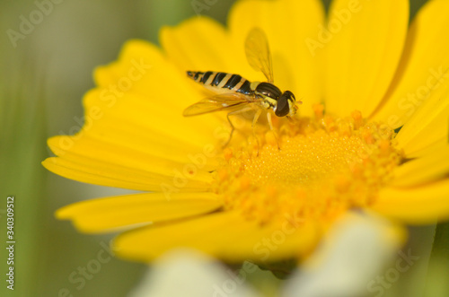 Wasp Hymenoptera stinging insect © Yosef