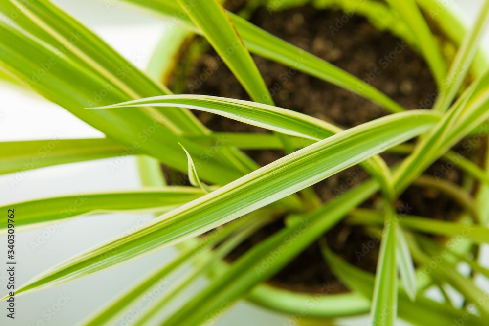Green leaves of a potted plant in a room Green leaves of a potted plant in a room