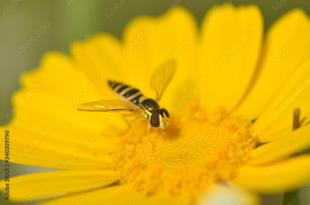 Wasp Hymenoptera stinging insect Wasp Hymenoptera stinging insect