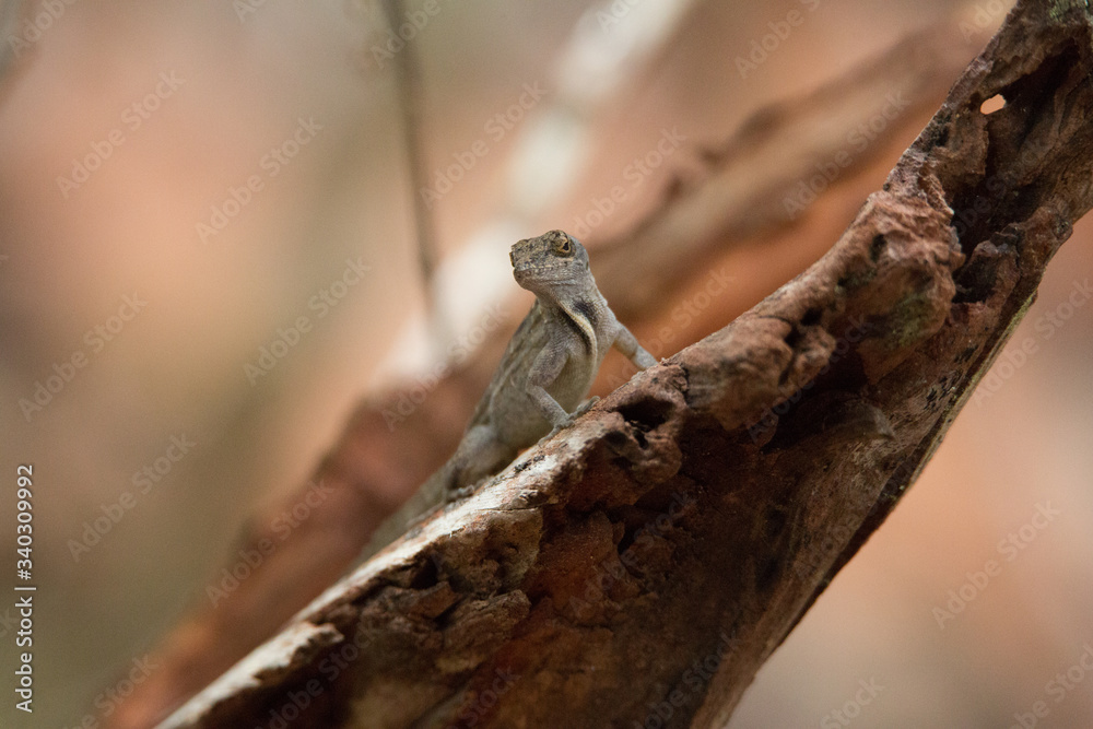 Fototapeta premium lizard on a branch