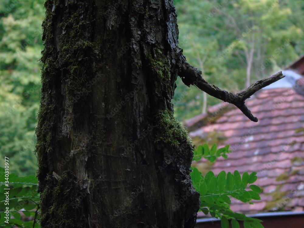 Obraz premium Photo d'un tronc d'arbre.
