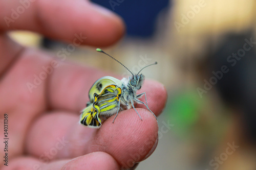 mariposa macro