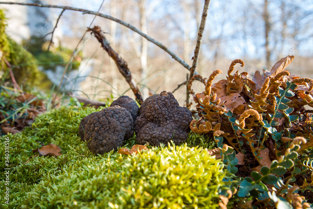 truffle truffle