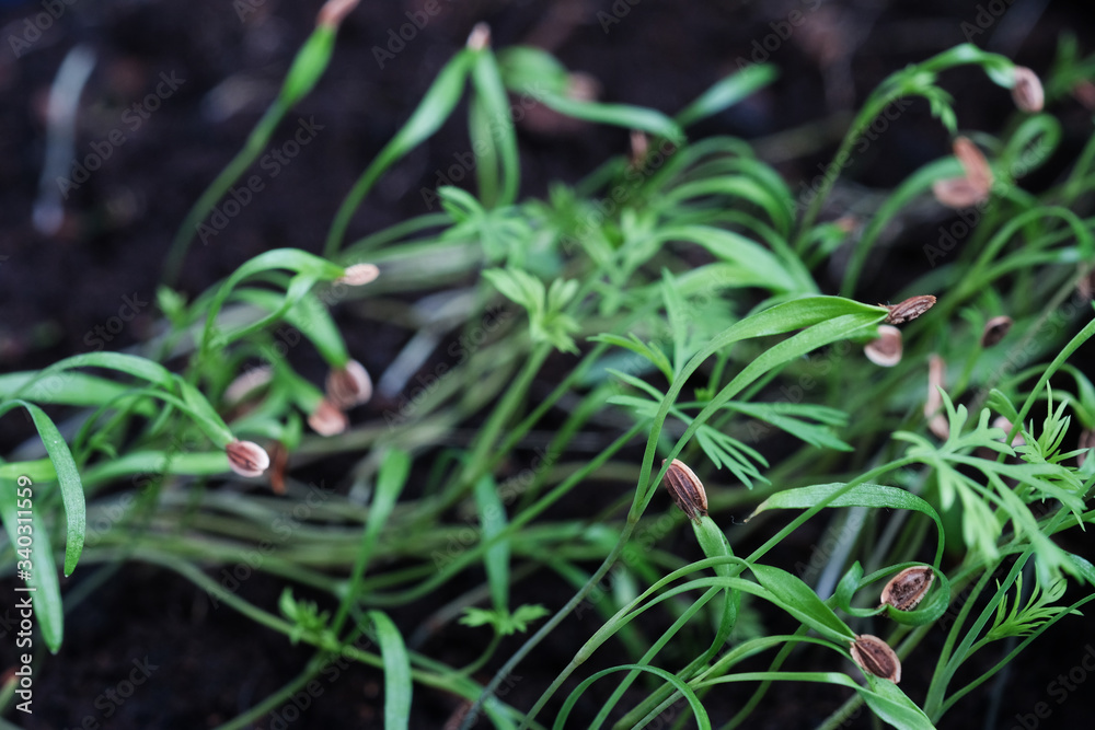 Macro grown microgreen and micro biotics with a blurred background. Focus on the front right of the colorful and vivid shot. Healthy, vegetarian and raw food Macro grown microgreen and micro biotics with a blurred background. Focus on the front right of the colorful and vivid shot. Healthy, vegetarian and raw food