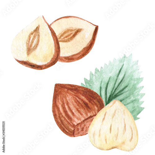 Watercolor Nuts. Hazelnut set. Illustration for menu, catalog, restaurant, cartoon, game, kitchen, textile, decor.