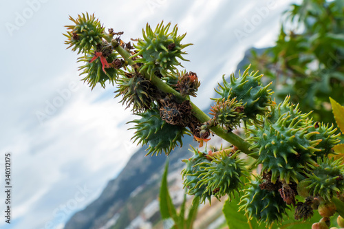 Stem with seeds of castor bean plant  Ricinus communis 