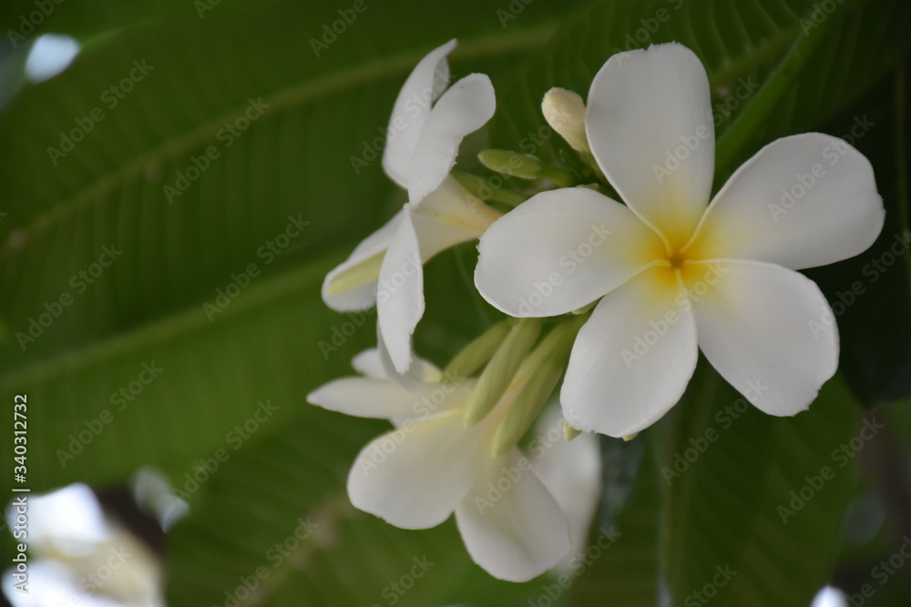Plumerias or Temple Trees Plumerias or Temple Trees