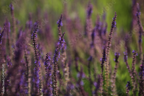 sage field plant with purple flowers © Мария Шустова