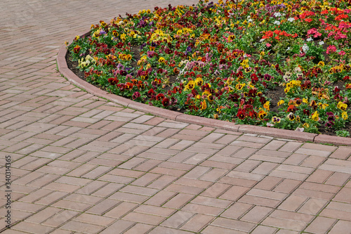 A rectangular paving stone path around a round flowerbed with multicolored flowers. On the flower bed, violets or pansies are planted and grow. Flowers of different colors. Background, backdrop.