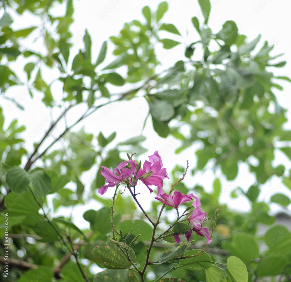 Bauhinia purpurea, Purple Orchid Tree, Hong Kong Orchid Tree, Purple Bauhinia, axillary inflorescences and twigs. Petals 5 pink to dark purple, 5 male stamens, 1 stamens in the center of the sunflower