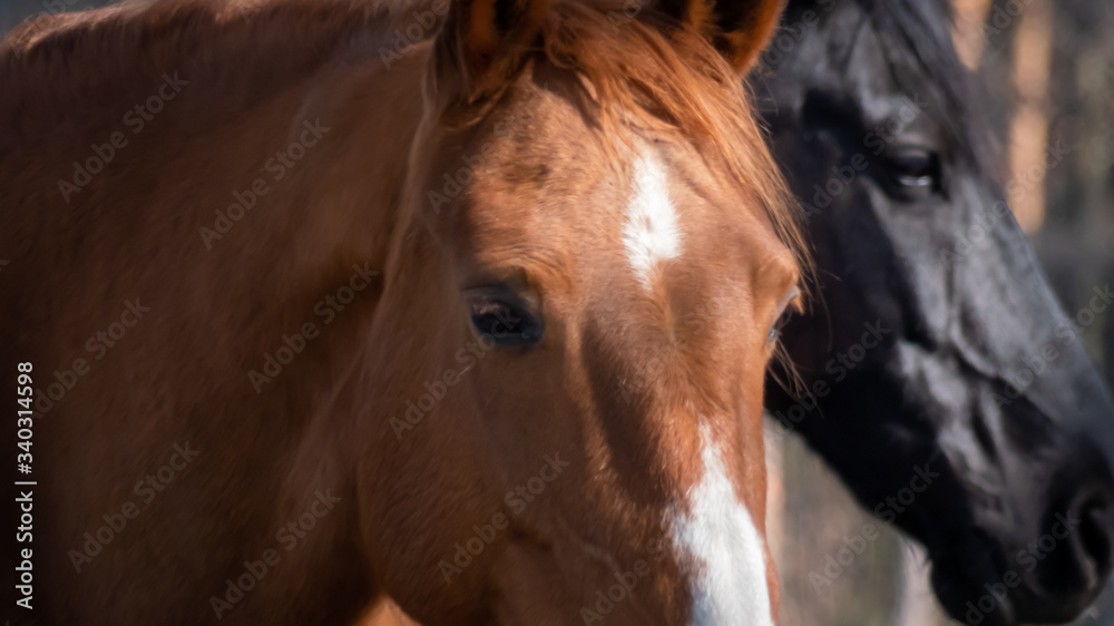 Naklejka premium Portret brązowego konia