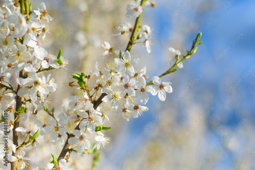 blooming spring tree against the blue sky . white cherry flowers are illuminated by the sun. blooming spring tree against the blue sky . white cherry flowers are illuminated by the sun.