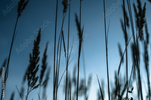 grass in the wind