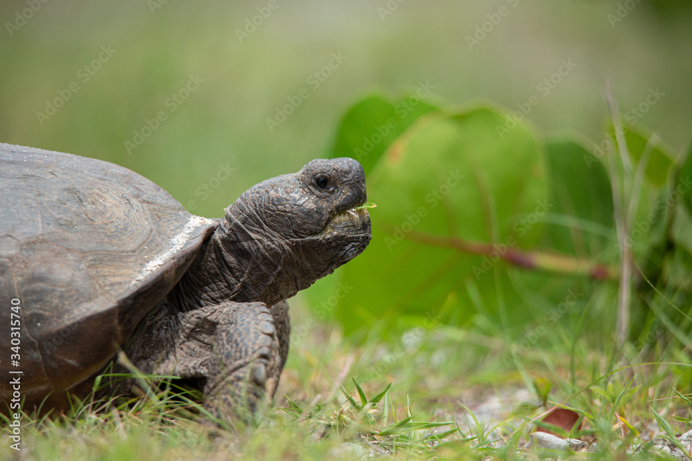 Gopher Tortoise Gopher Tortoise