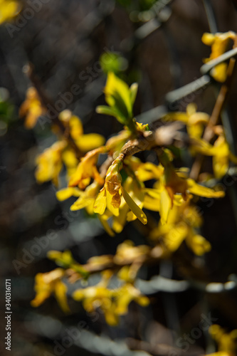 Wallpaper Mural forsythia in spring glose up Torontodigital.ca