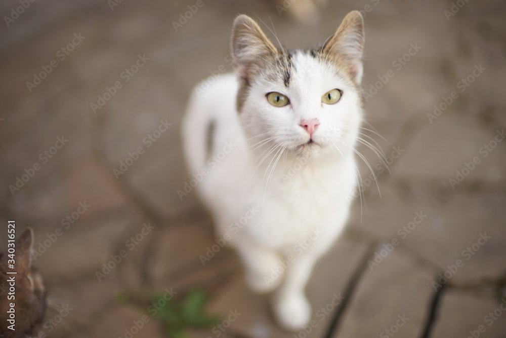 White cat stands on a road made of wild stone with a raised paw.