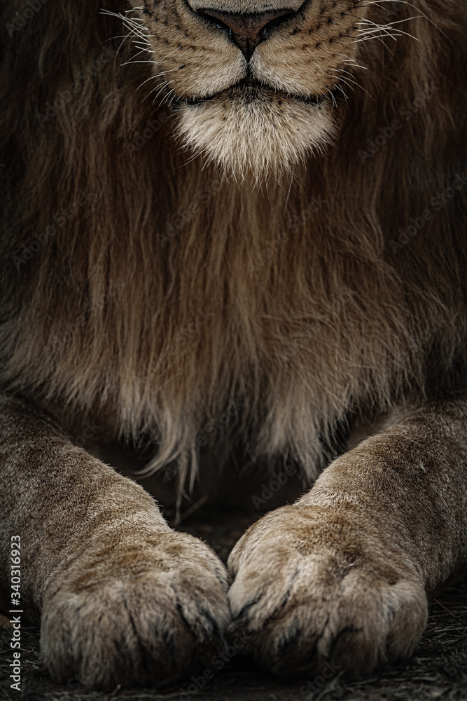 Naklejka premium Young male lion from masai mara, Kenya. Dark & moody scenes perfect for posters, wallpapers or to be printed for home or office.