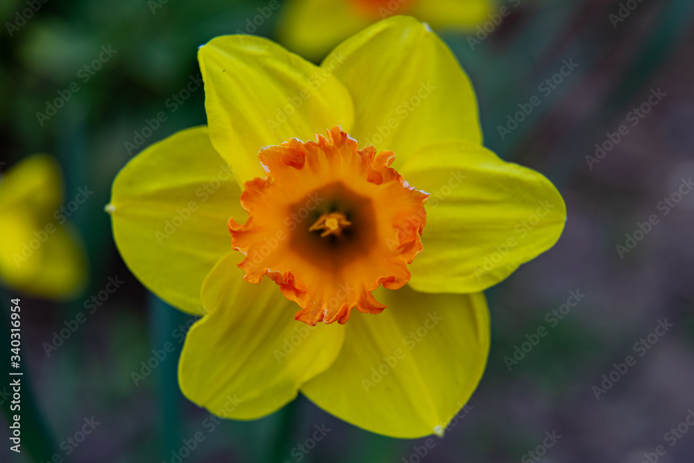 yellow narzissus daffodil narzisse close up in spring yellow narzissus daffodil narzisse close up in spring