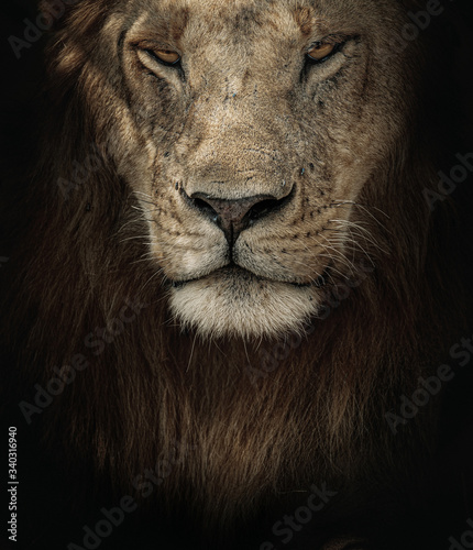 Fototapeta Naklejka Na Ścianę i Meble -  Young male lion from masai mara, Kenya. Dark & moody scenes perfect for posters, wallpapers or to be printed for home or office.