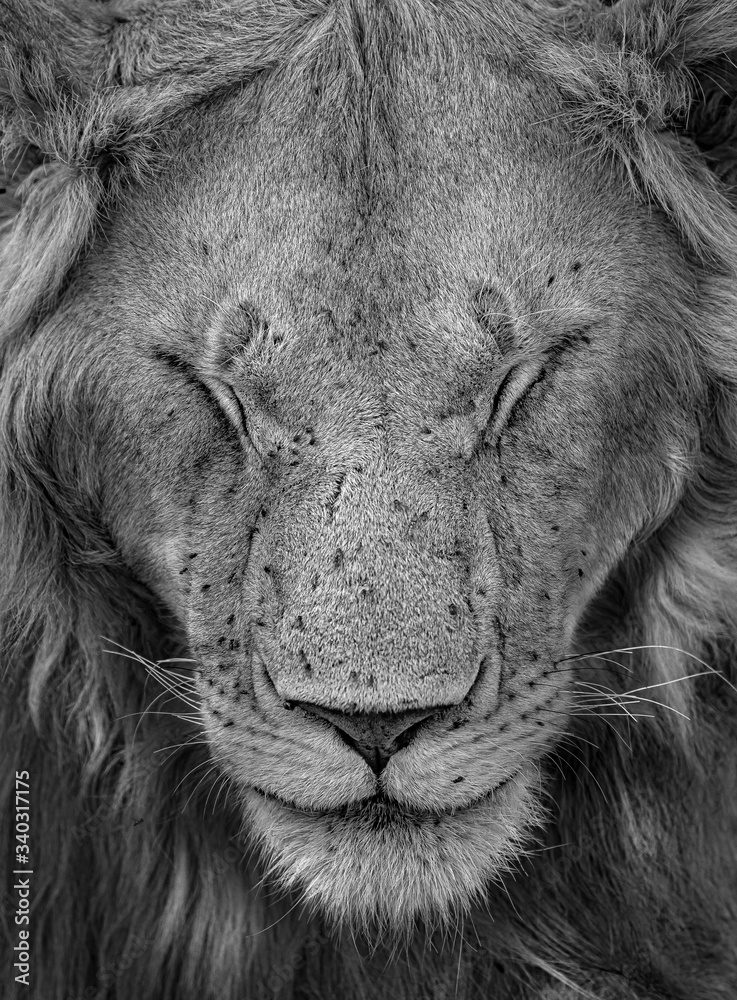 Naklejka premium Young male lion from masai mara, Kenya. Dark & moody scenes perfect for posters, wallpapers or to be printed for home or office.