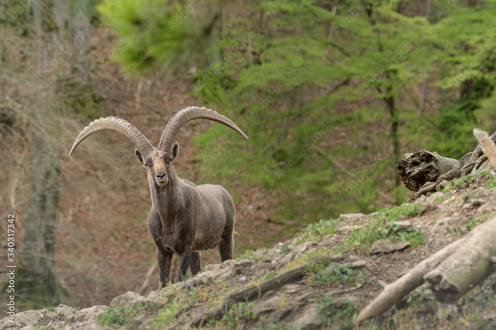 Alpineibex with big horns in a forest background