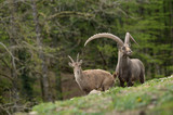 Alpineibex with big horns in a forest background