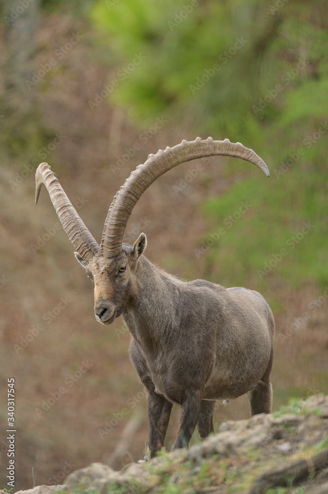 Alpineibex with big horns in a forest background