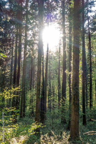 Sonnenstrahlen scheinen auf Waldweg © focus finder
