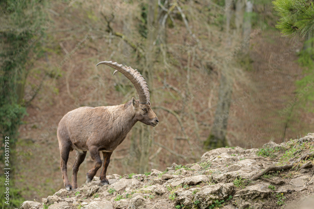 Alpineibex with big horns in a forest background Alpineibex with big horns in a forest background