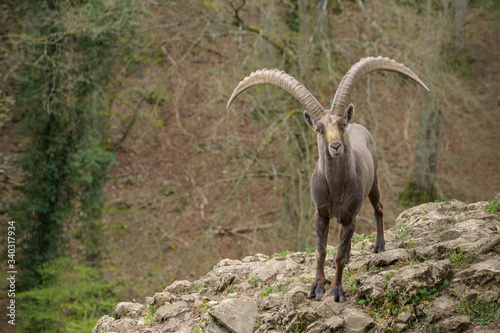 Alpineibex with big horns in a forest background