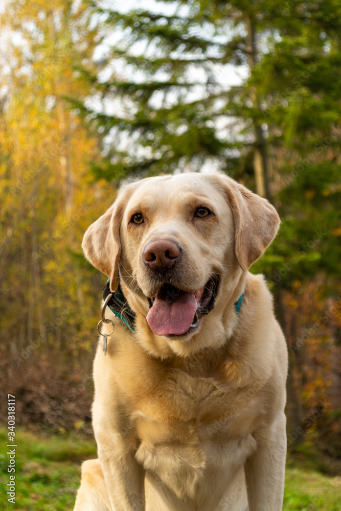 Labrador portrait