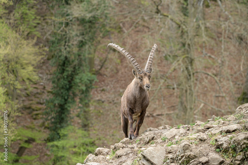Photography Alpineibex with big horns in a forest background