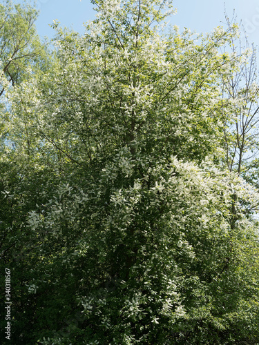 (Prunus padus) Hoher Strauch von Gewöhnliche Traubenkirsche mit gewölbte Krone und rutenförmigen Zweige hängen über bedeckt mit weißen Blumen photo