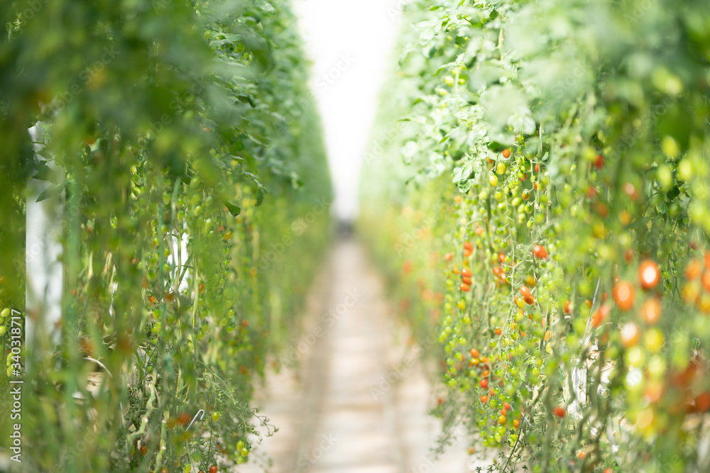 Fototapeta premium fern in the woods