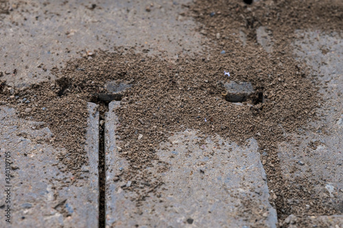 Termites. Anthill on paving slabs. Ants macro photo. Ants are building a house on the pavement. Clods of earth and small details close-up