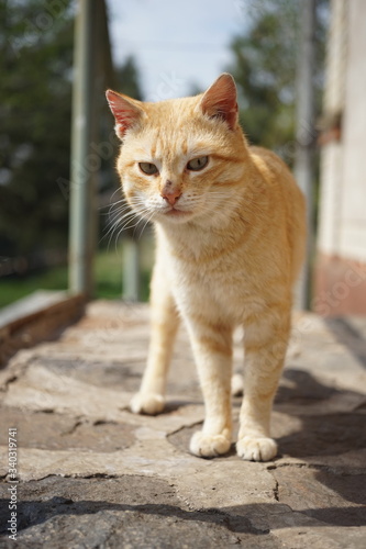 Ginger cat standing on the stone doorstep in the summer yard
