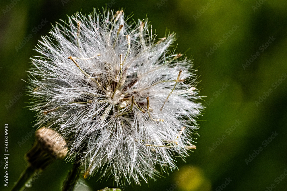 Fototapeta premium Dandelion